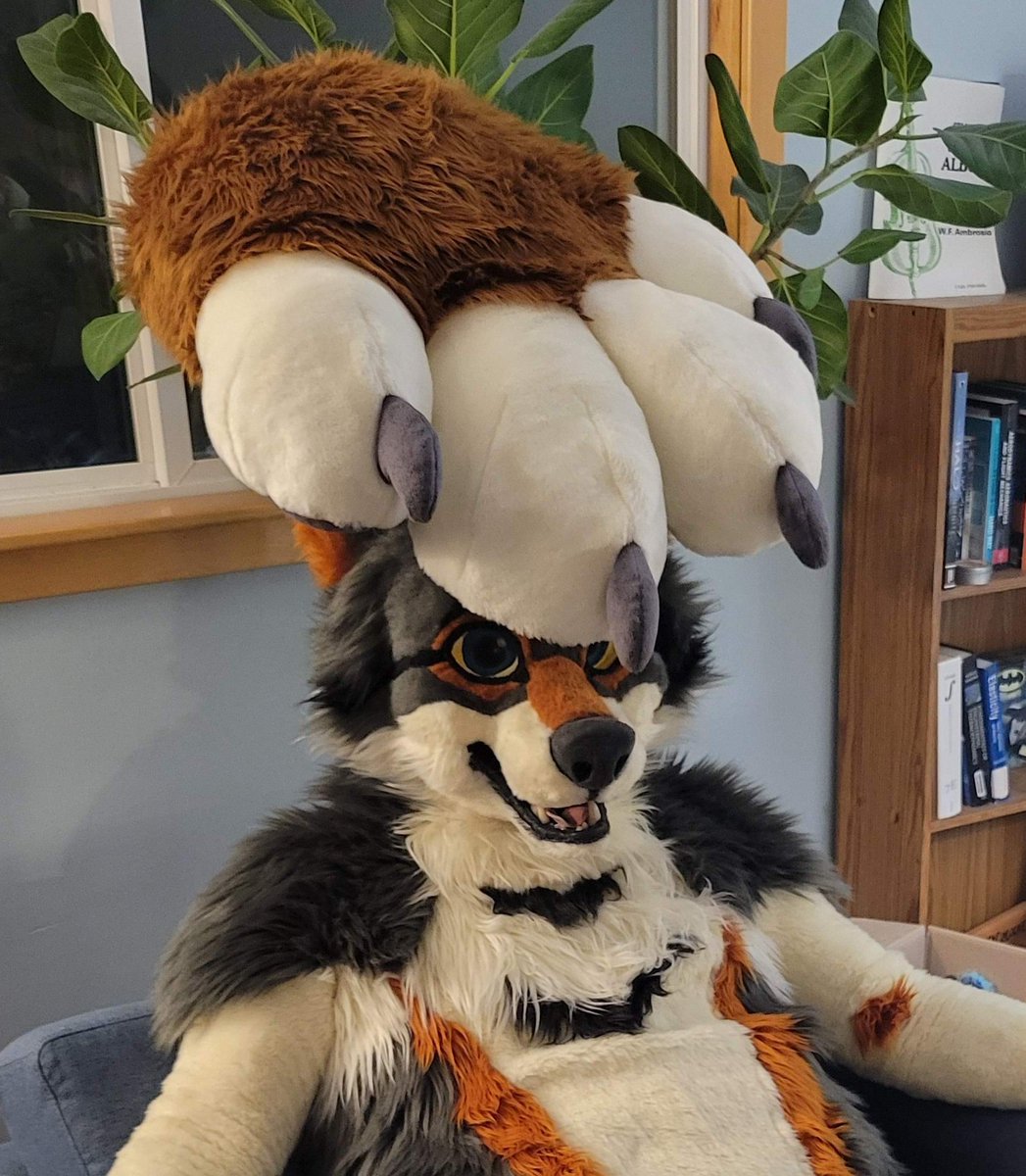 samizzleman's tweet photo. Im a very serious Coyote https://t.co/Xs0Jx7NZ3U
