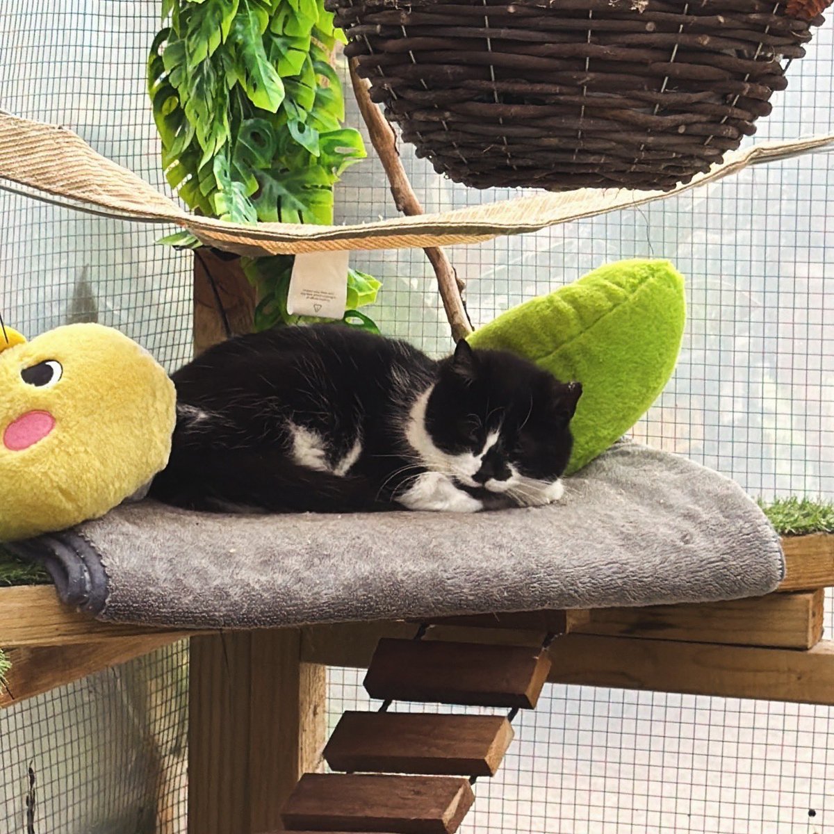 Flori's Friends Rescue tweet media