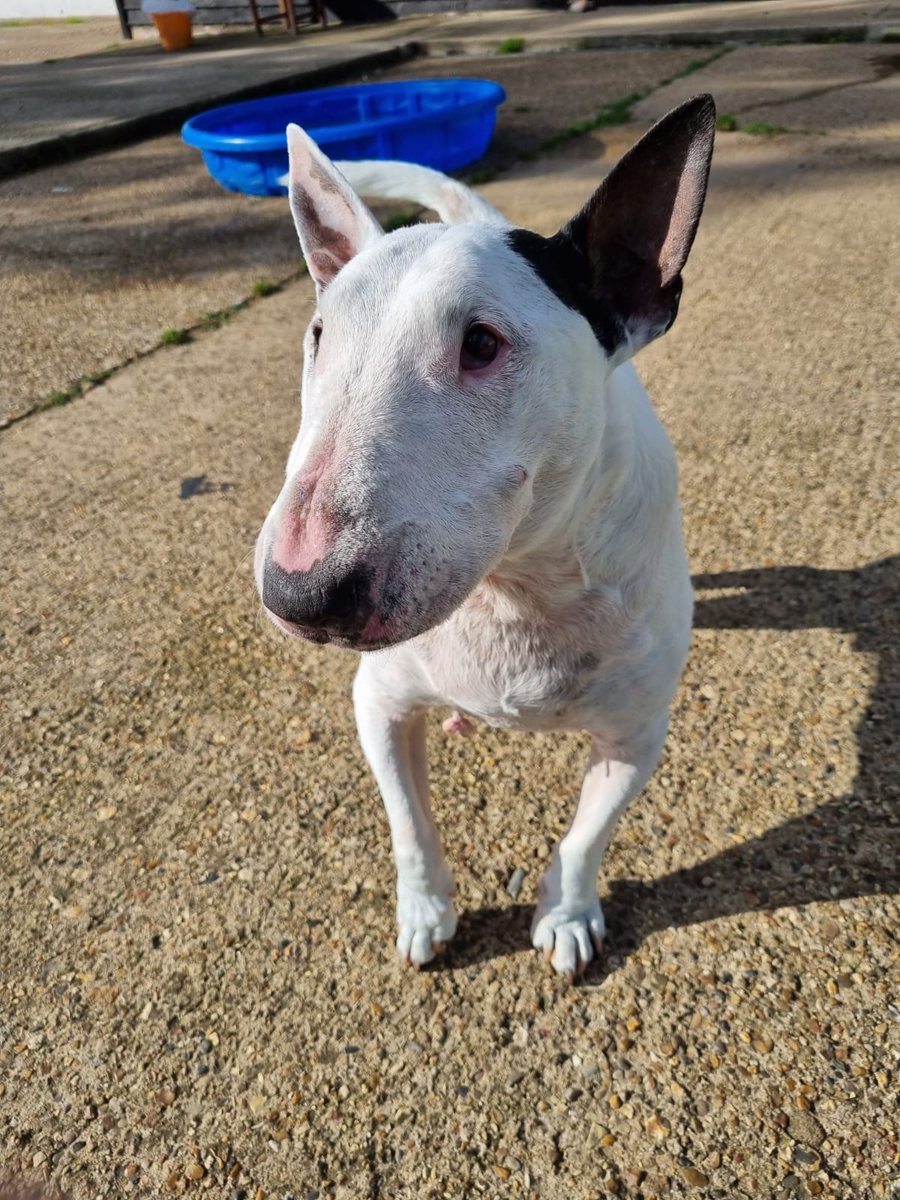 maserati lady tweet media