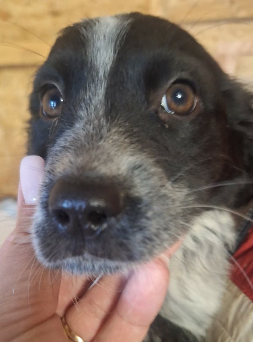 Sashibibi's tweet image. I want to help this 2 month pup found in Lancram but have no funds for her😭

She’s just a number &amp;amp; needs a name! 
Would anyone play a game to help me raise funds to save her?

£4 per name suggestion 

Only works if lots of people play🙏

PayPal: paypal.me/Sashibibi
Ref: name