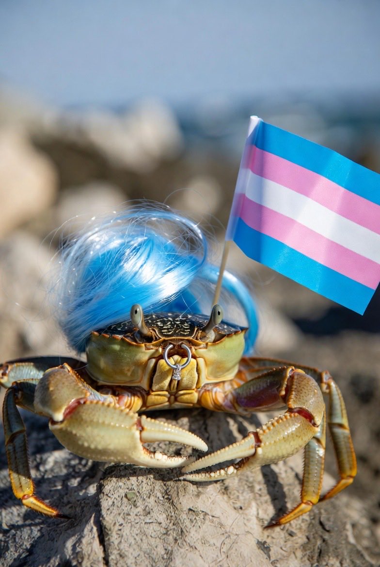 Dr. Dame Katy Denise CH GBE 🏳️‍⚧️🇳🇬🪑 tweet media