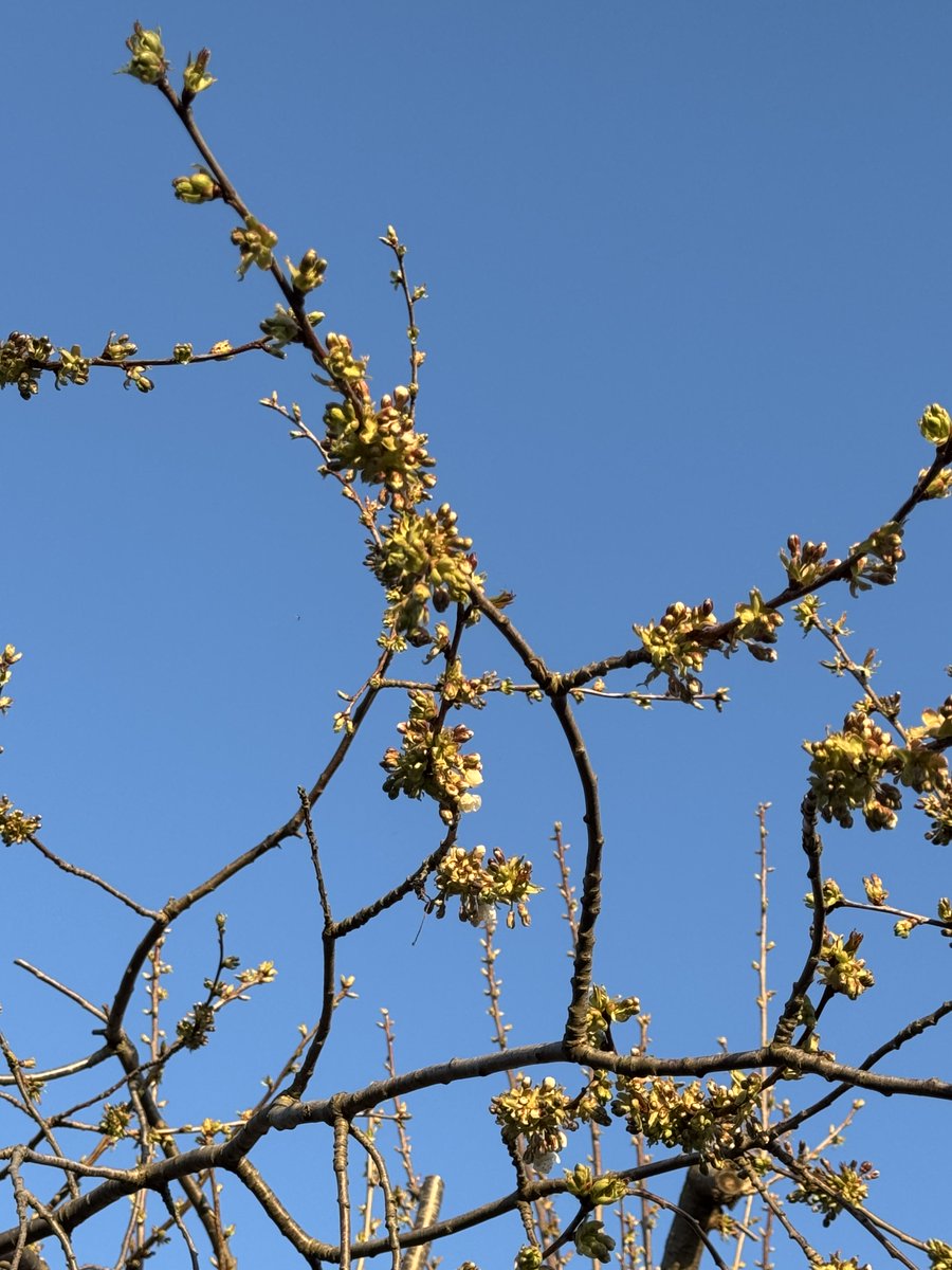 funnyson tweet media