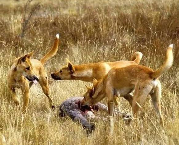 Forget ChatGPT.

Most people, even biologists, flatly states ‘mankind has domesticated grey wolves into domesticated dogs’ 

And not ‘wild/pariah dogs into domesticated dogs’ !

And not that ‘wild/pariah dogs are the wild counterparts of domesticated dogs and not some wolves’