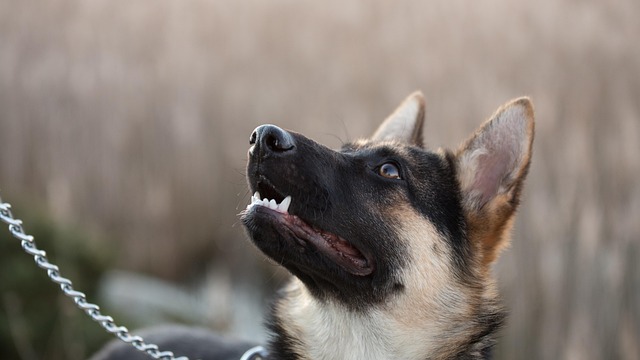 Angela Davis tweet media