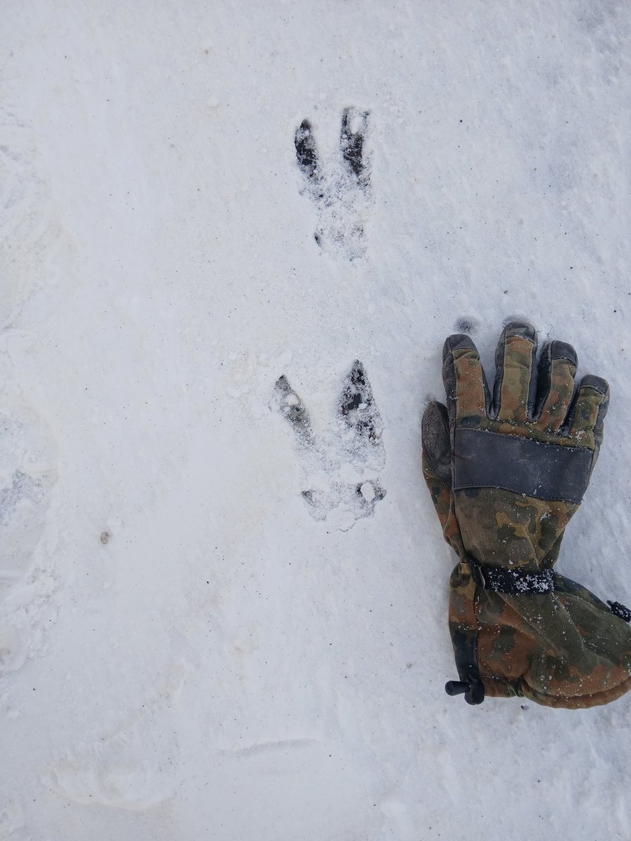 Birds aren't real tweet media