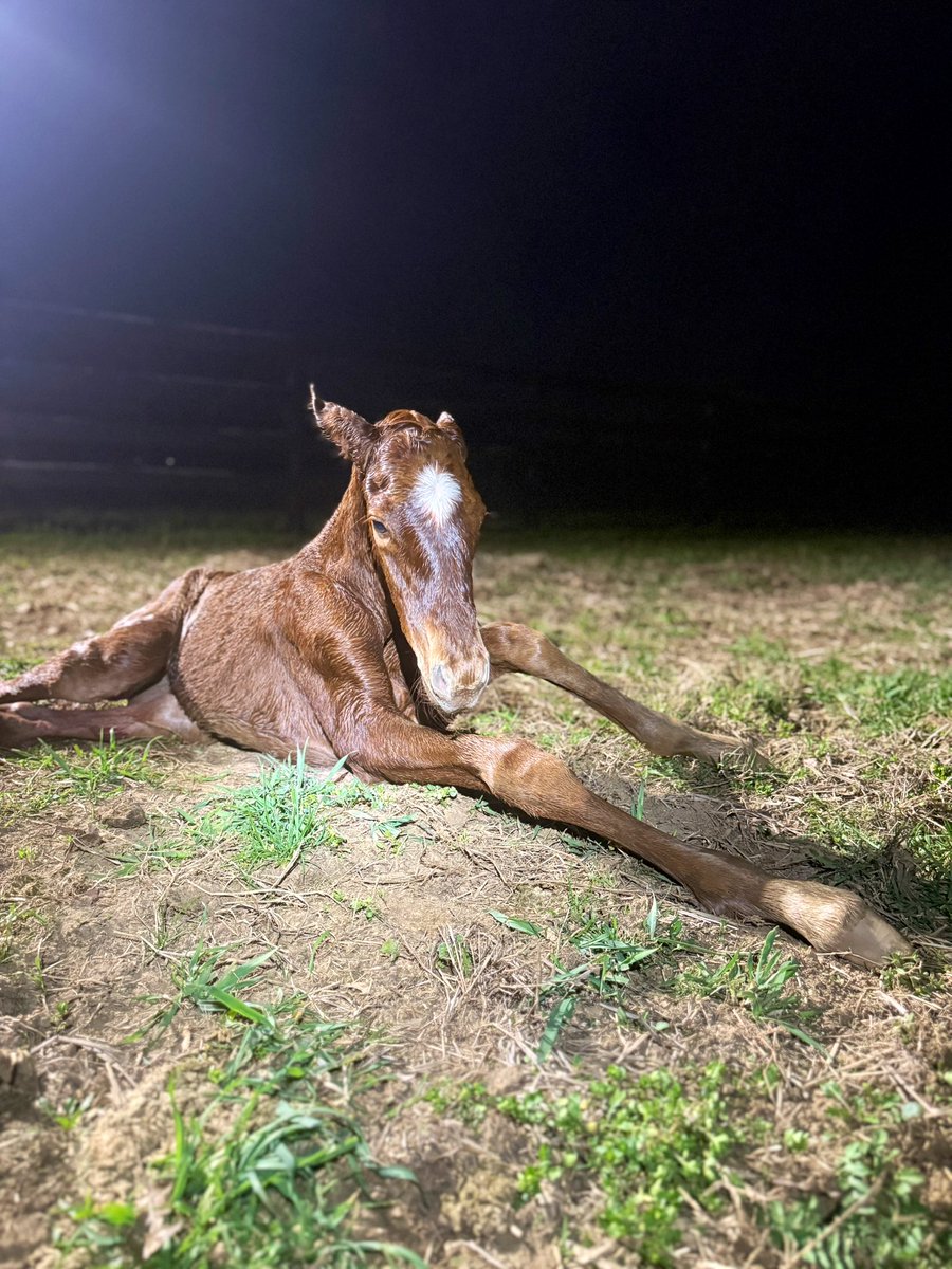 Godolphin tweet media