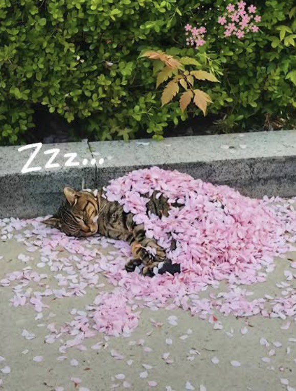 🇯🇵星空音夢🇯🇵 tweet media