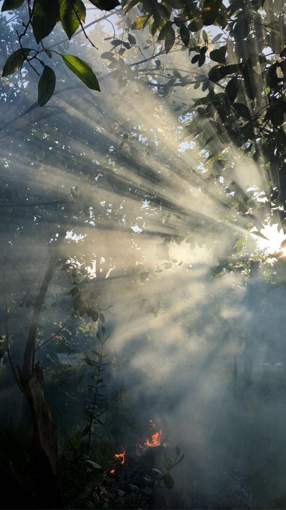 Purely Green tweet media