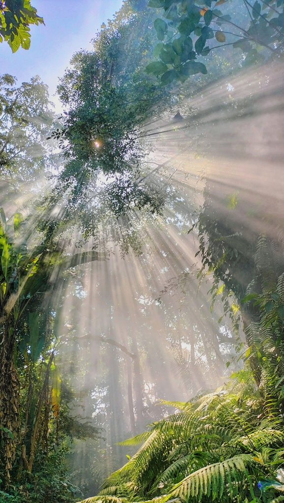 Purely Green tweet media