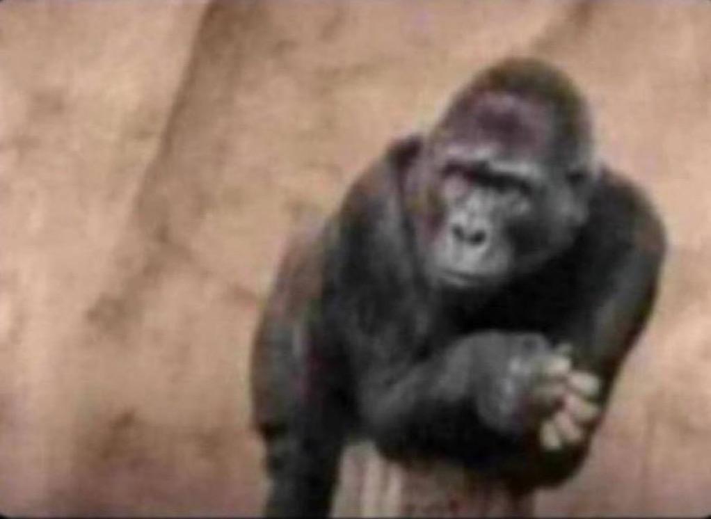 MCO.Balaam💉🧬 tweet media