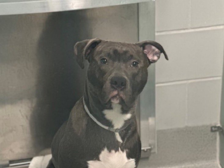 NYCACC issued a Kill 💉Command for Rusty, a terrified 1️⃣6️⃣ yr old genteel guy…are you shocked? You don’t think they’ll kill 💉him? Well they will—they killed 6️⃣ MONTH Old Lola &amp;  7️⃣ MONTH Old Godzilla…they kill the weak, the abandoned &amp; the unloved….Think about that….