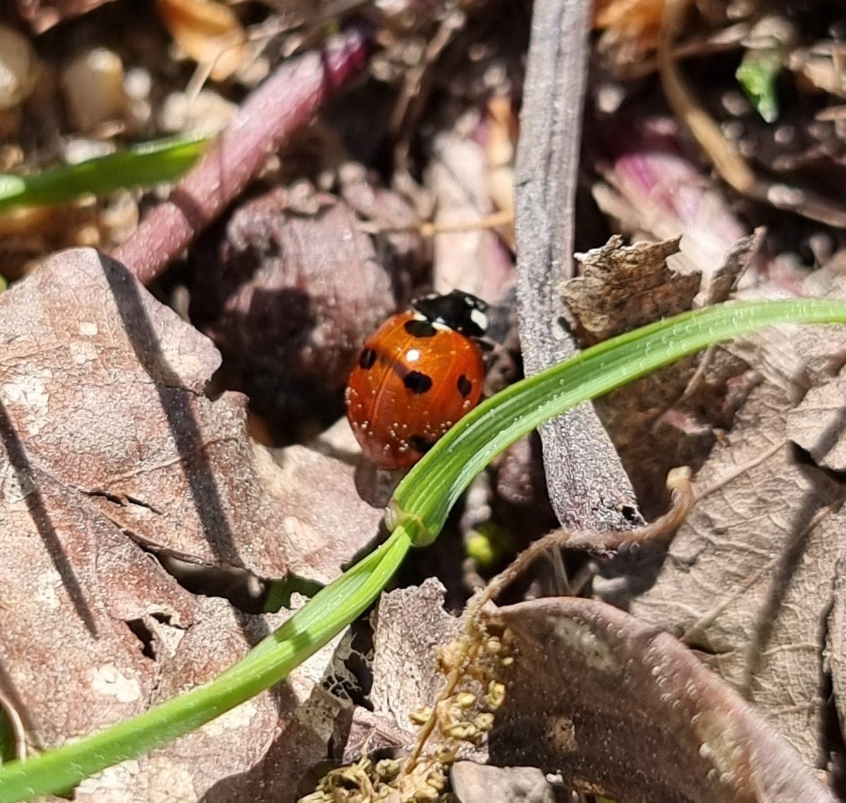 Ridimoas's tweet photo. Esta mañá recibimos a visita de @jpicos13, da Universidade de Vigo, con quen percorremos un tramo do bosque na parte alta de Ridimoas.💚 🔆🌳

#BosqueRidimoas
#Ribeiro 
#BosqueAutóctono https://t.co/tQihCyVsra