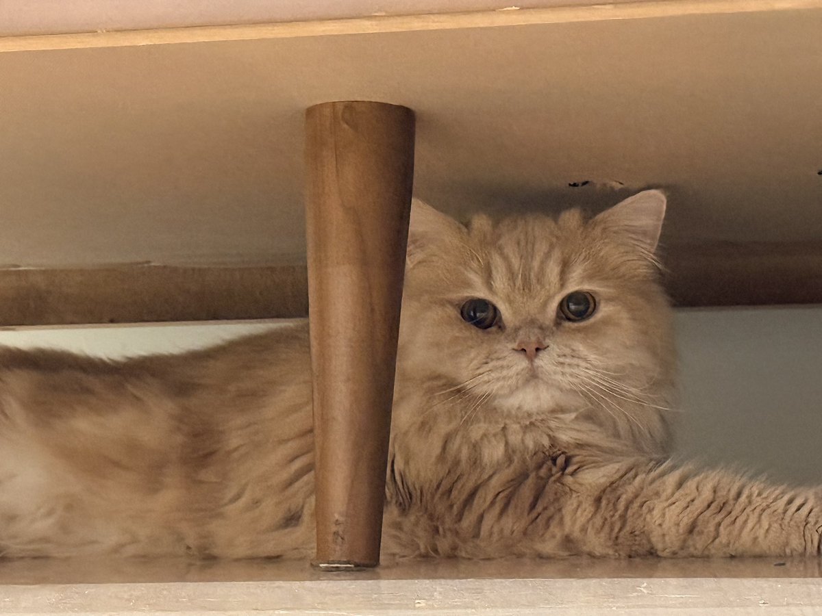 پژواک tweet media