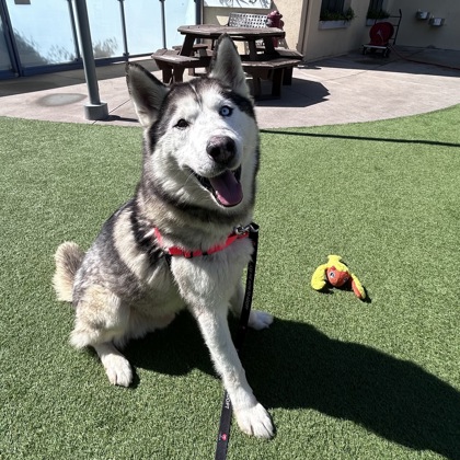 San Francisco SPCA tweet media