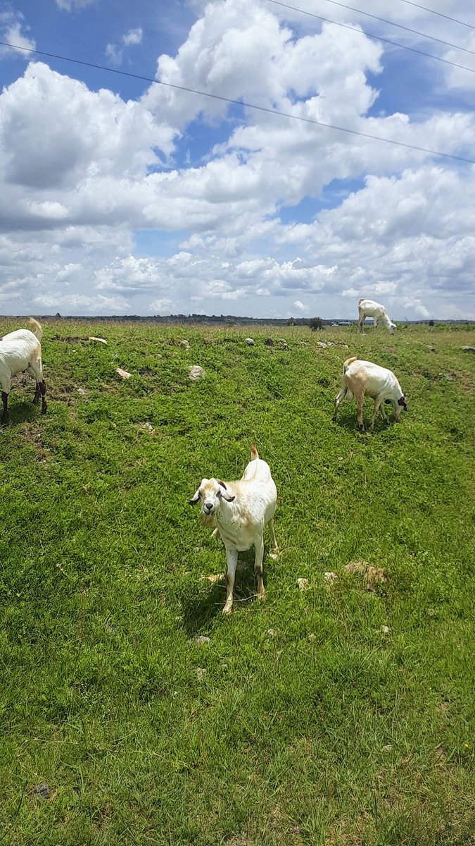 A l p h o n c e tweet media