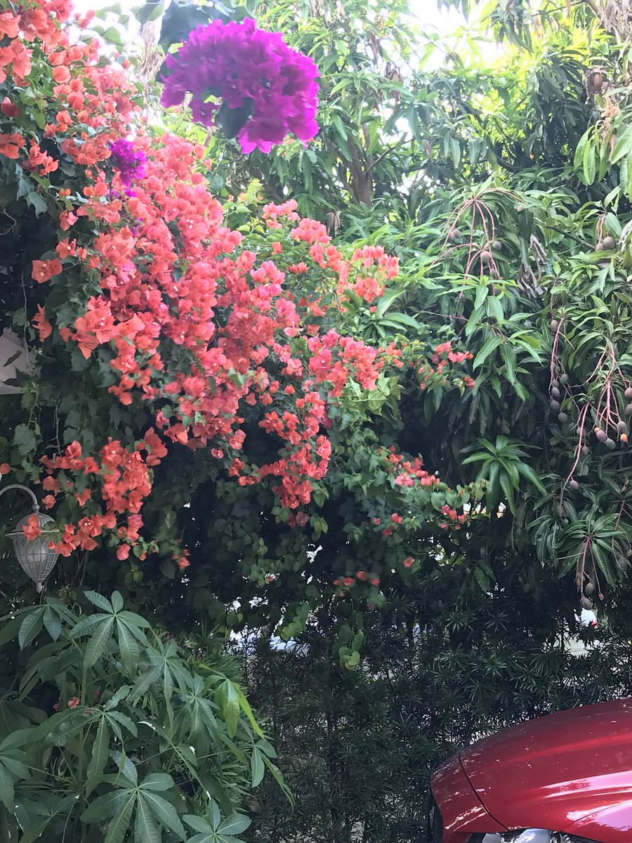 rumiahmed's tweet photo. Not only in Bangladesh- when Bangladesh people live in a foreign land - they take the bougainvillea with them. All these bougainvillea are in my home in USA! Bougainvillea is part or our soul! https://t.co/SLPCh8JVjE