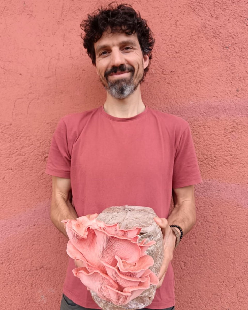 BenvingutsPages's tweet photo. Boscum és un projecte que neix a la Garrotxa, creat per tres apassionats dels bolets medicinals, que es dediquen cultivar miceli, substrats i bolets medicinals i gourmet. 🍄 

🔗 https://t.co/cocbIhyg4D 

#Boscum #BoletsMedicinals #CultiuDeBolets https://t.co/rSsP3Rsfct