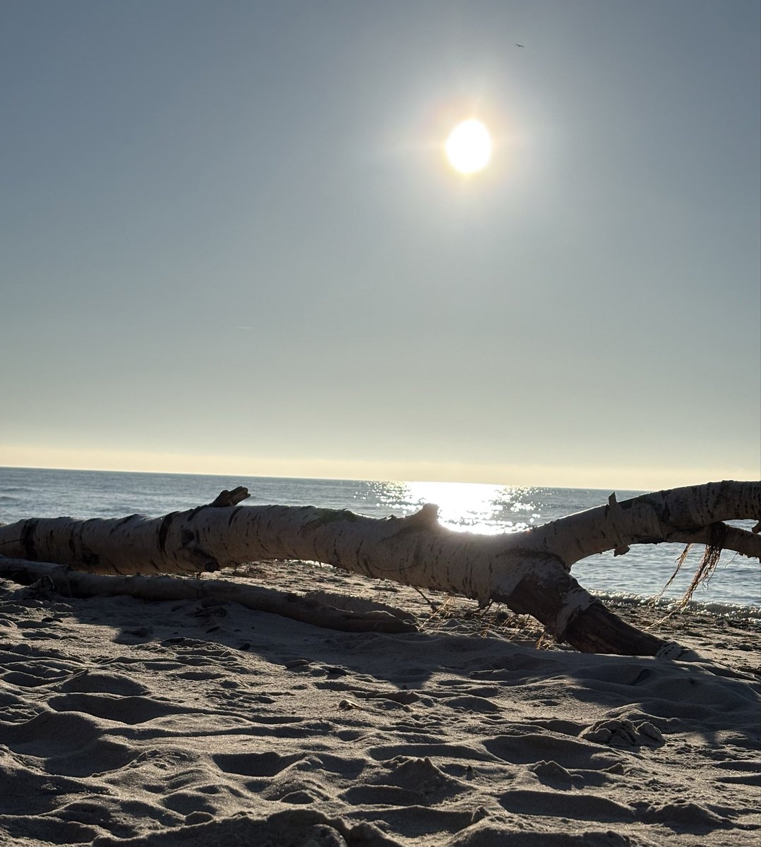 Aronia 🎶🌊🫧 tweet media