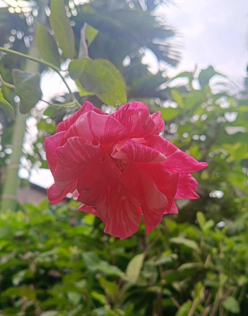 iya ☄️ tweet media