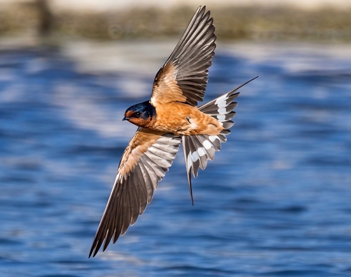 Romel  Romero ™ tweet media