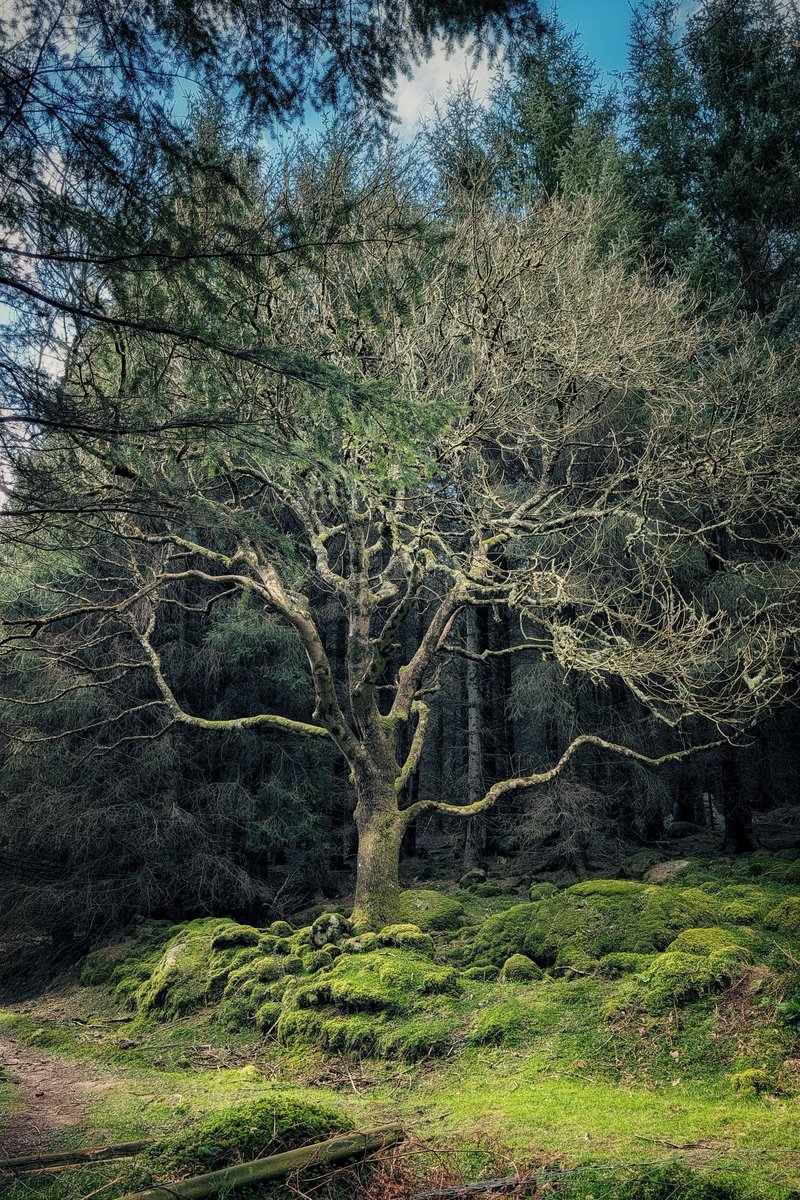 Smartphone Photographer tweet media