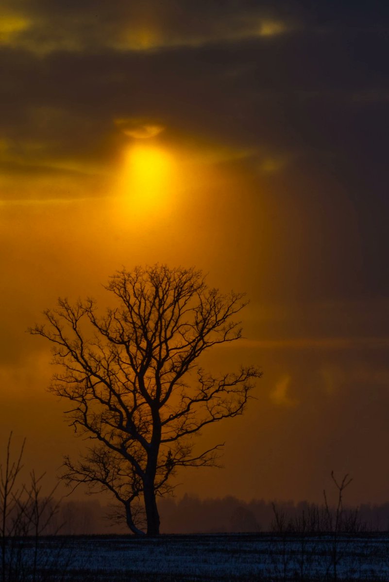 Run_fly_Smile's tweet image. A tree is like a saint. It calls no one to itself, nor does it send anyone away. It offers to protect everyone who wants to come to it, whether this be a man, a woman, a child, or an animal 😊

Anandamayi Ma

#Tree #Protection #Human #Animal #Peace #Tree #Nature #Anandamayi