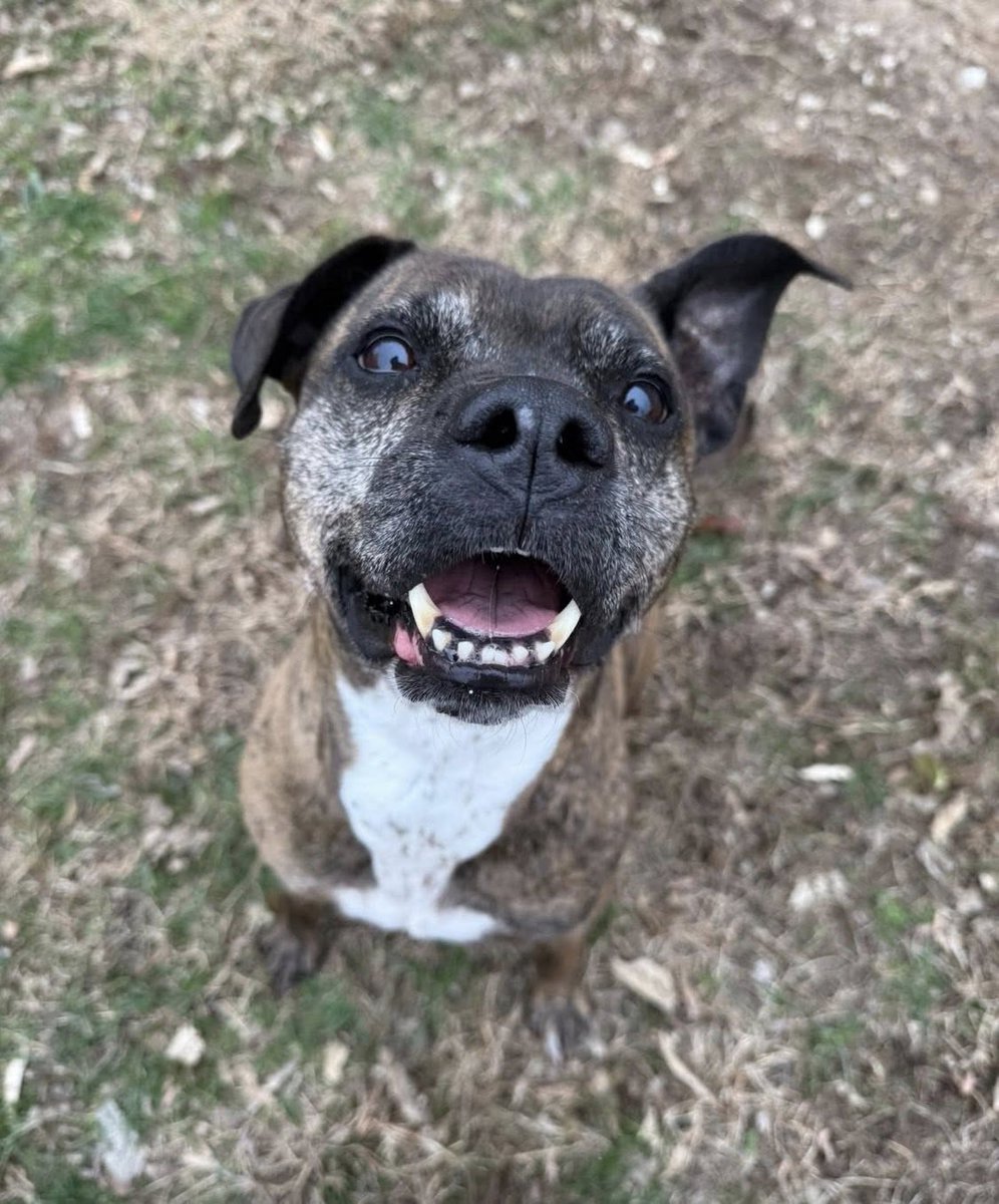 SOAR: Street Outreach Animal Response Initiative tweet media