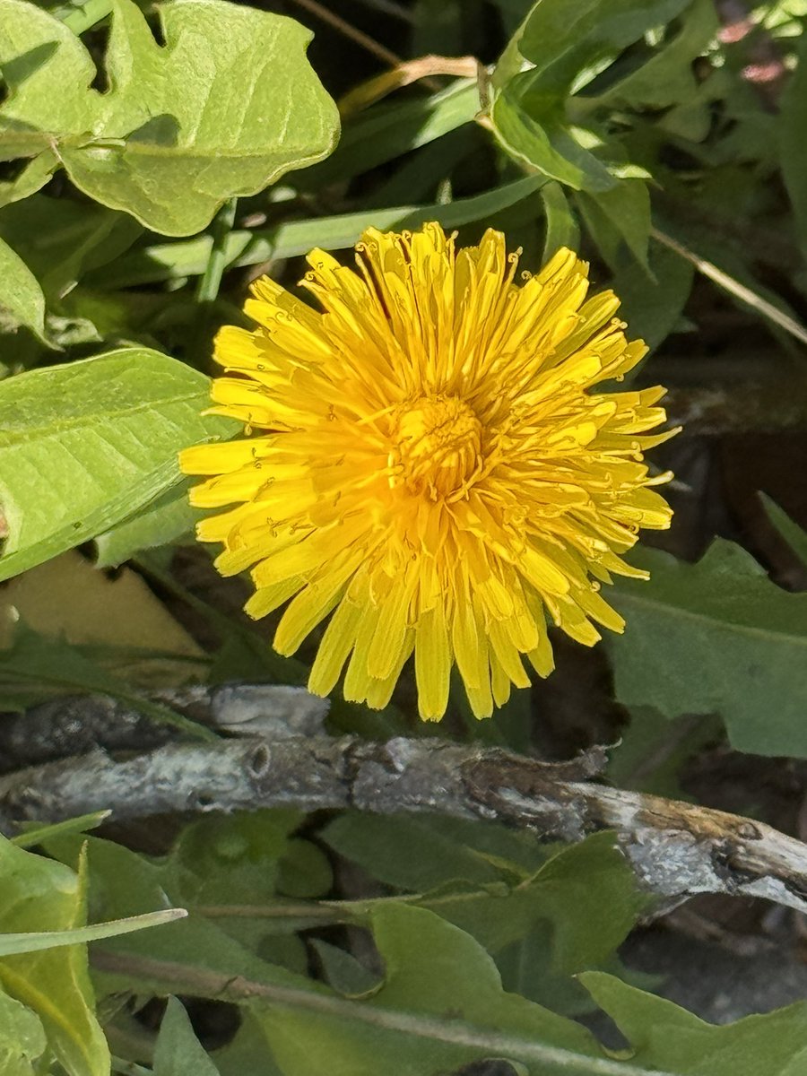 funnyson tweet media