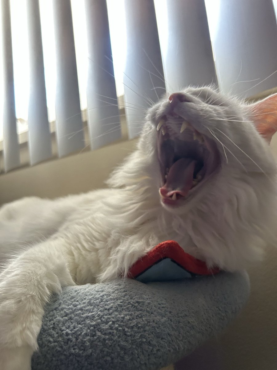 MSI Gaming USA tweet media