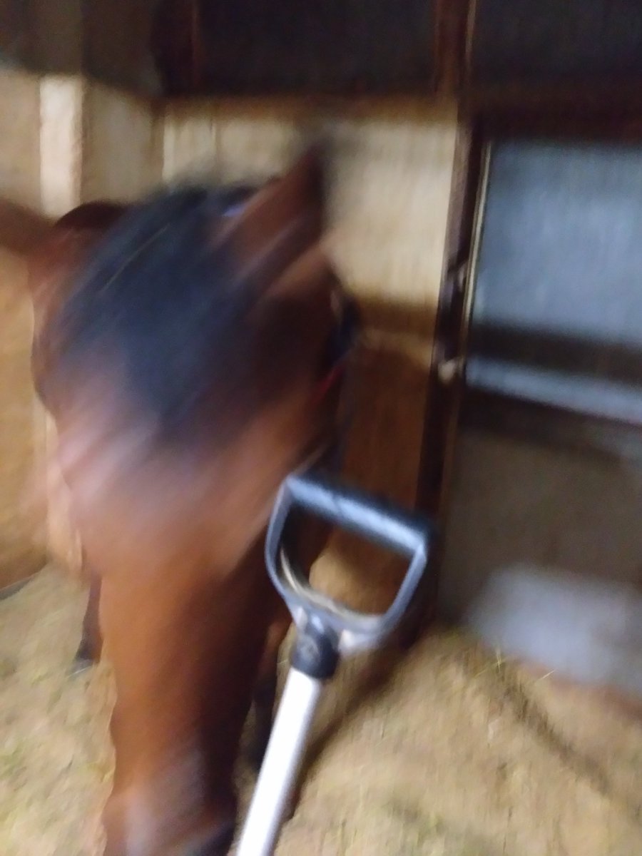 厩務員Ｔ tweet media