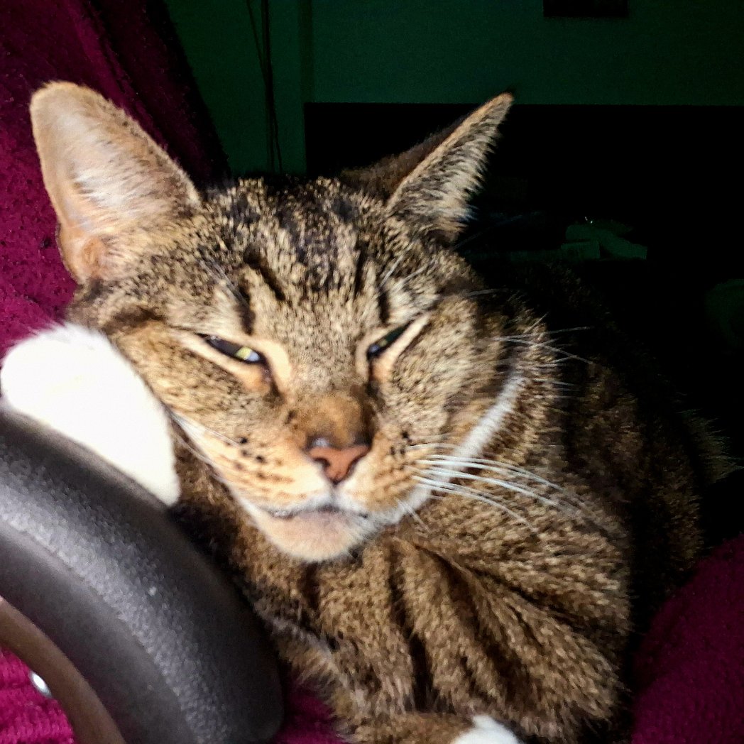 LoveCrosStitch's tweet image. Trying to sleep here mummy 2

#lifeofmuffin #catsoffacebook #catsonx #catsofinstagram #fureverlovedsar