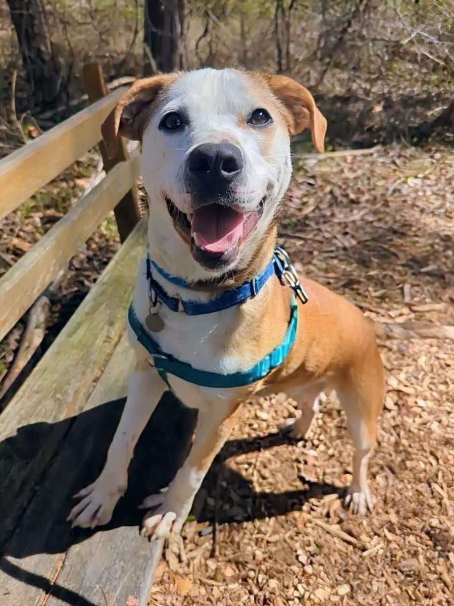 Rescue Dogs Rock, D.C. 🐾🐾🇺🇸 tweet media