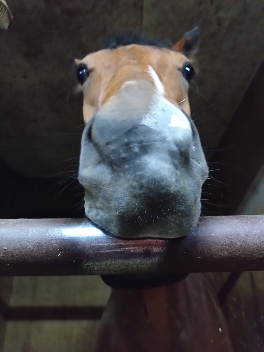 厩務員Ｔ tweet media