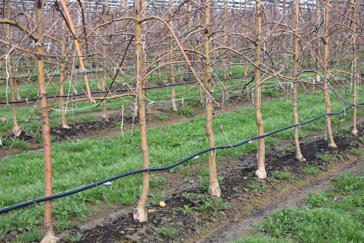 Giropoma Costa Brava tweet media