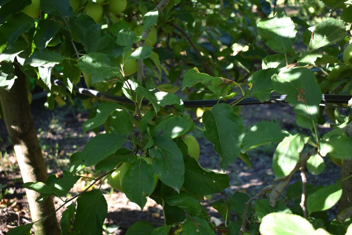 Giropoma Costa Brava tweet media