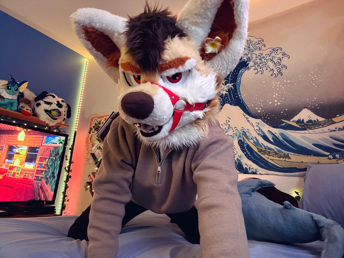 Kai! Woof 🔜 🎾 tweet media