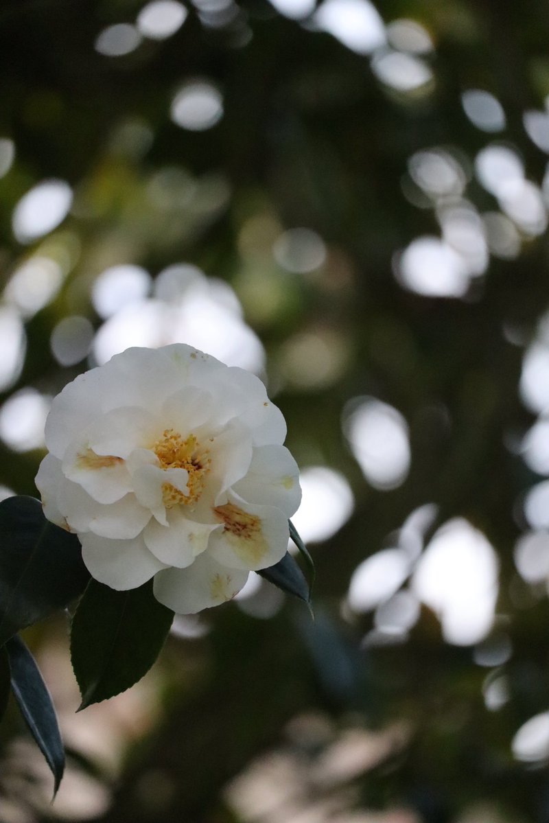 🇨🇦 Jean Paetkau 📕 tweet media