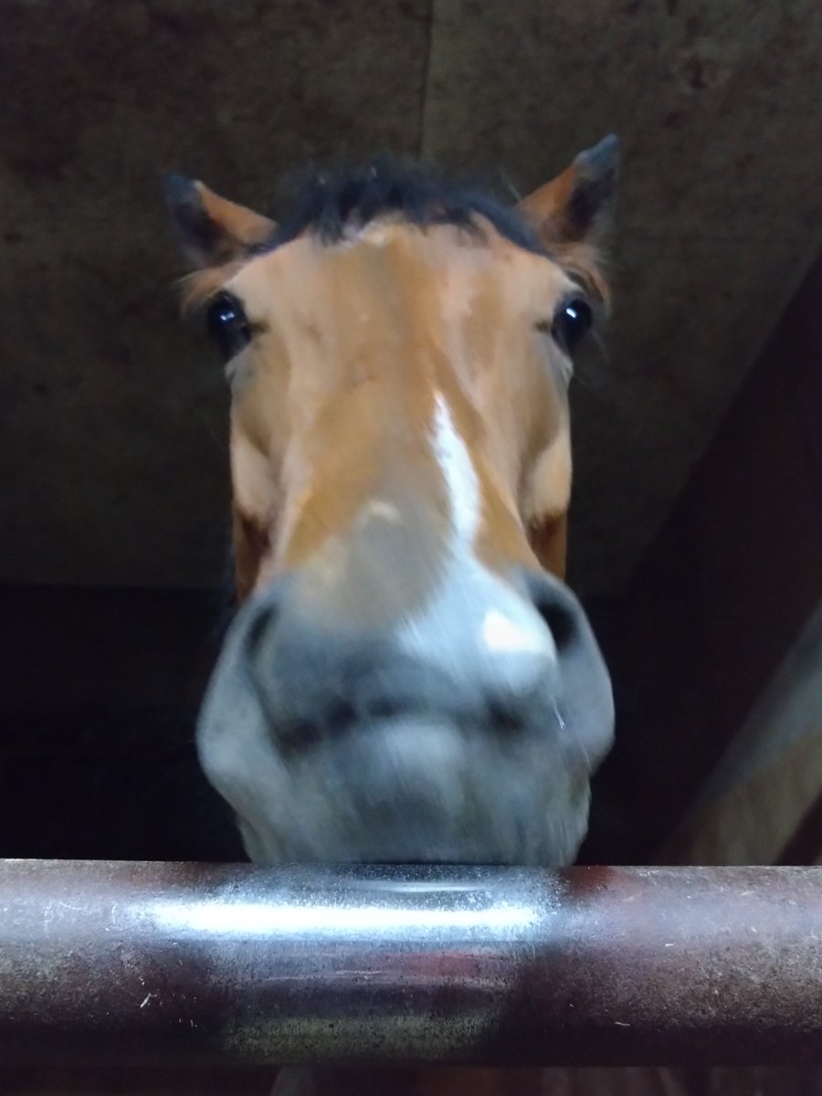 厩務員Ｔ tweet media