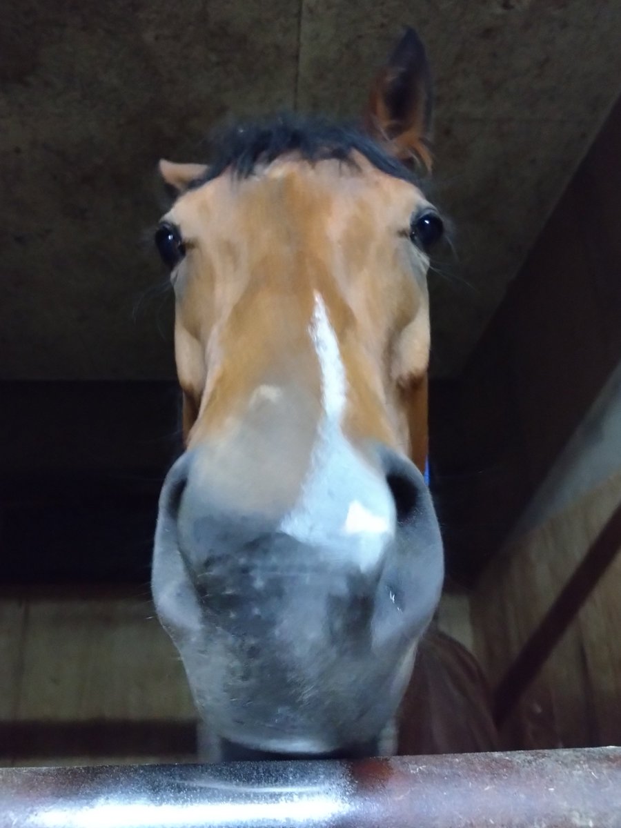 厩務員Ｔ tweet media