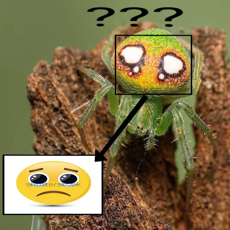 🌧️🐛io tweet media