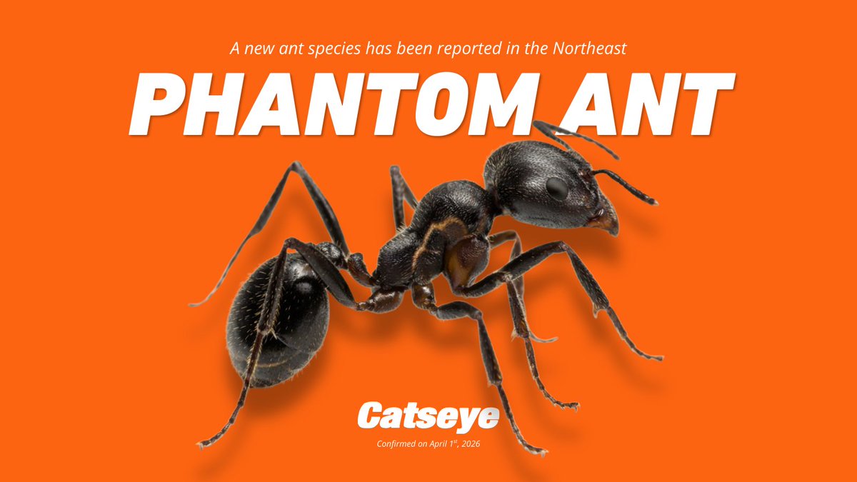 Reports of a new ant species across the Northeast this spring…

The “Phantom Ant” is fast-moving, hard to track, and marked by a lightning-shaped detail on its thorax.

Monitoring is ongoing.

Sourced by April Fools Dept. 😏