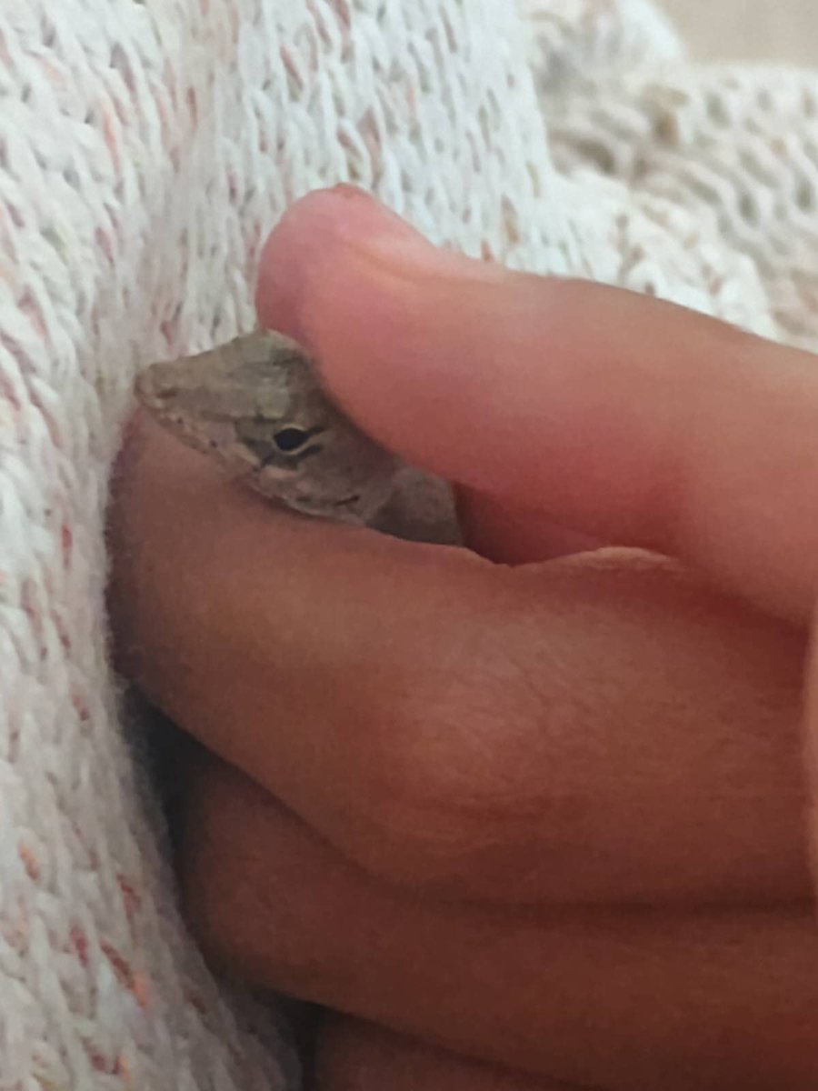 𖦹 Yuno ๑˙ ! tweet media