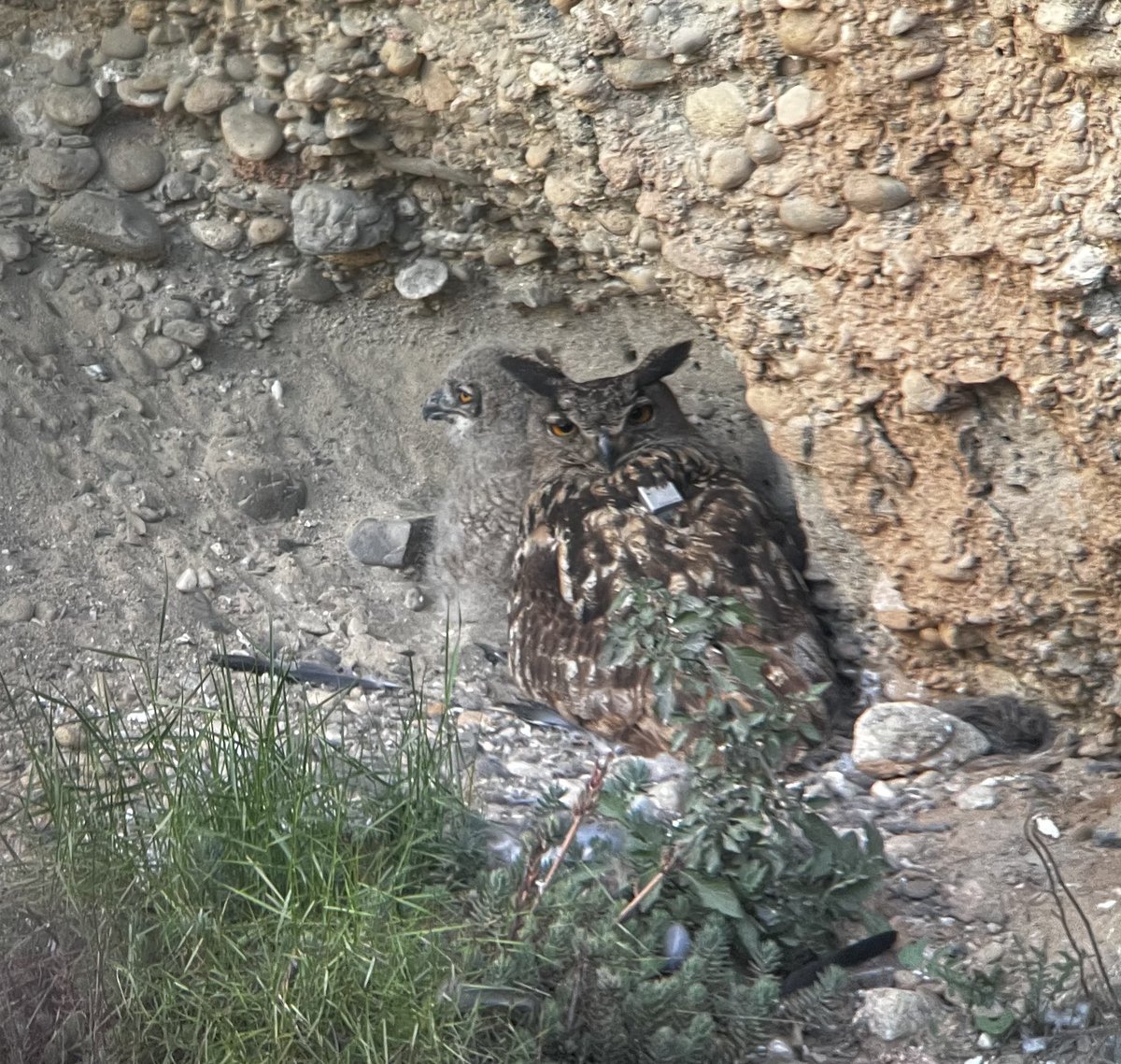 joan real tweet media