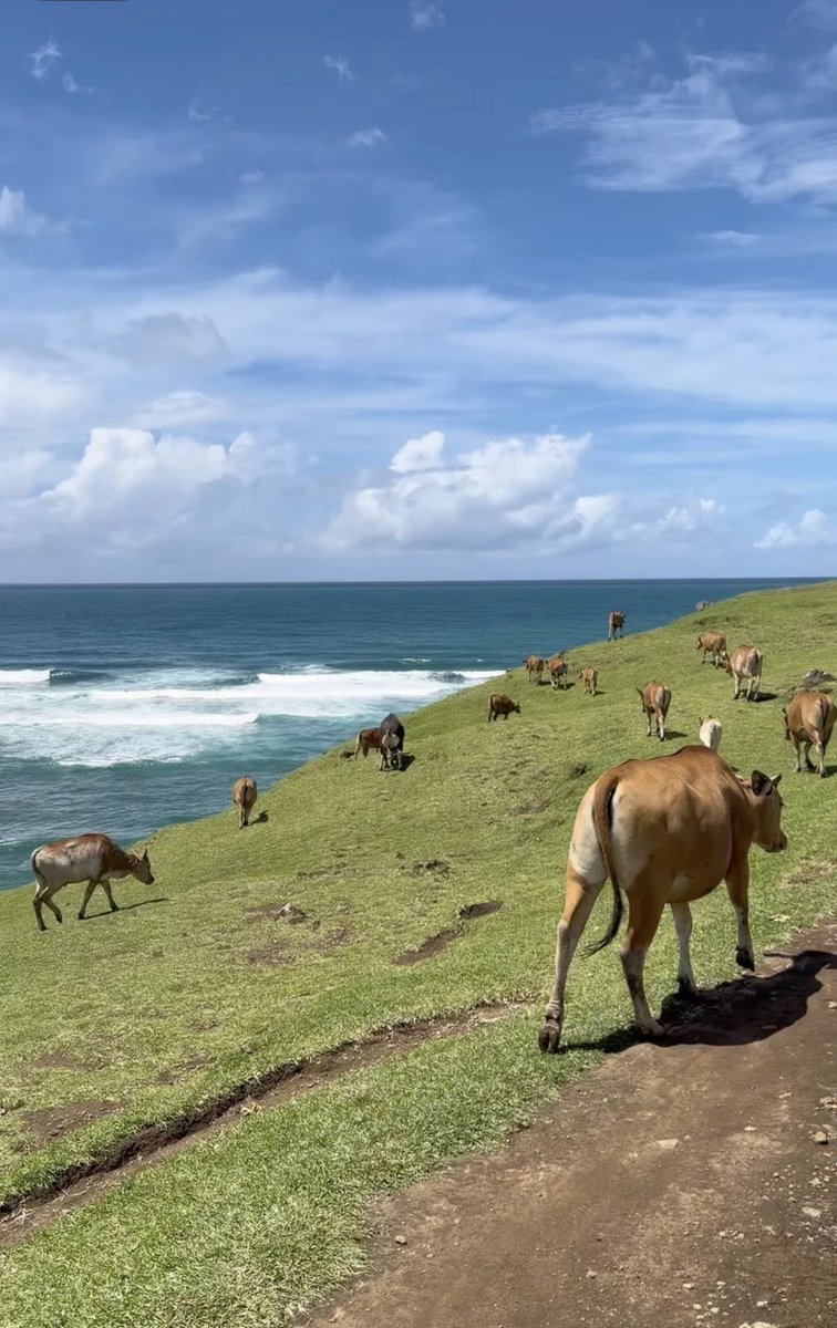 Fae°❀⋆. tweet media