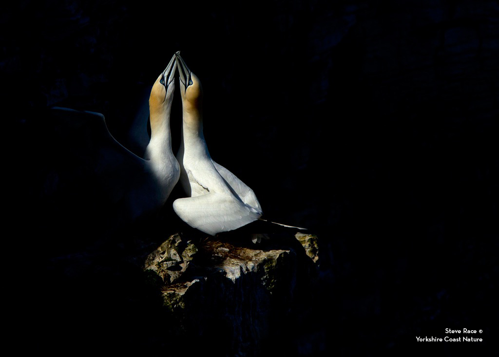 wildlifeimages's tweet photo. RSPB Bempton Cliffs is just an amazing habitat for photography from the stunning wildlife it has to offer from the cliff landscape to the rocky shoreline. If you are interested in wildlife photography take a look at the different events we have on offer - https://t.co/cY9CMsjFGU https://t.co/1sYtJS6SeM