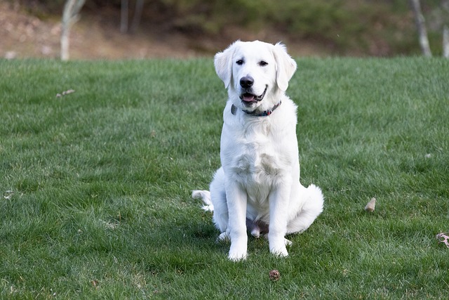 Ravi Alvarez tweet media