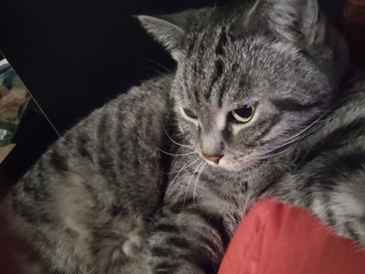 stargirl cheetos tweet media