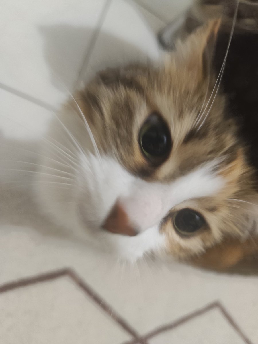 stargirl cheetos tweet media