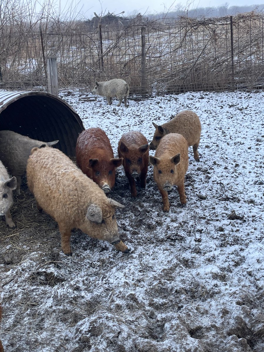 Acorn Bluff Farms tweet media