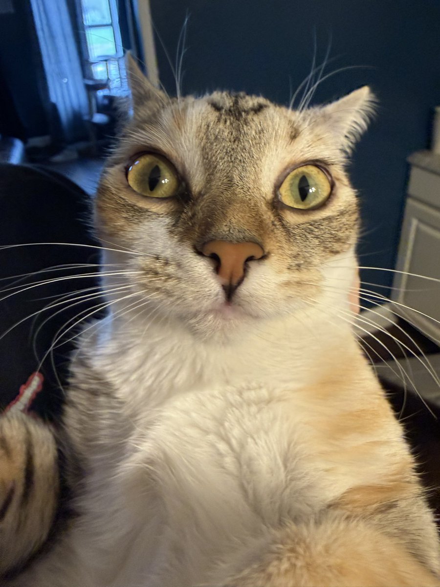 GOREJIRλ tweet media